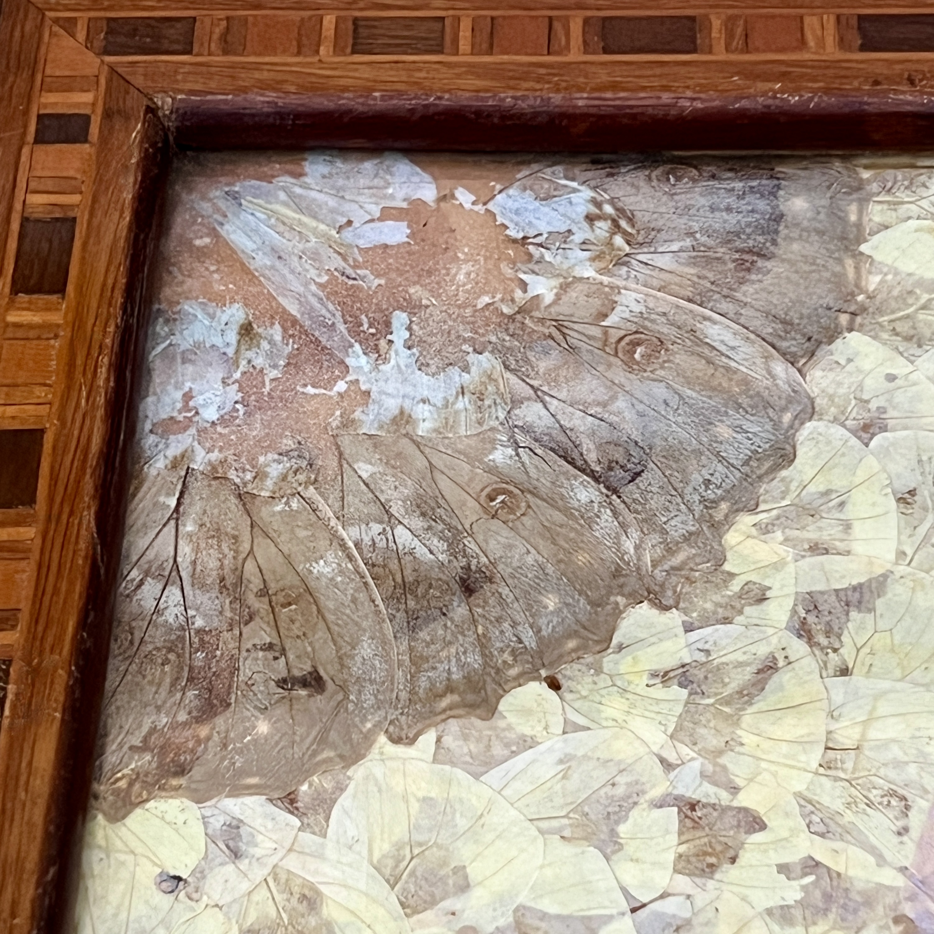 Antique Butterfly Tray - Image 3