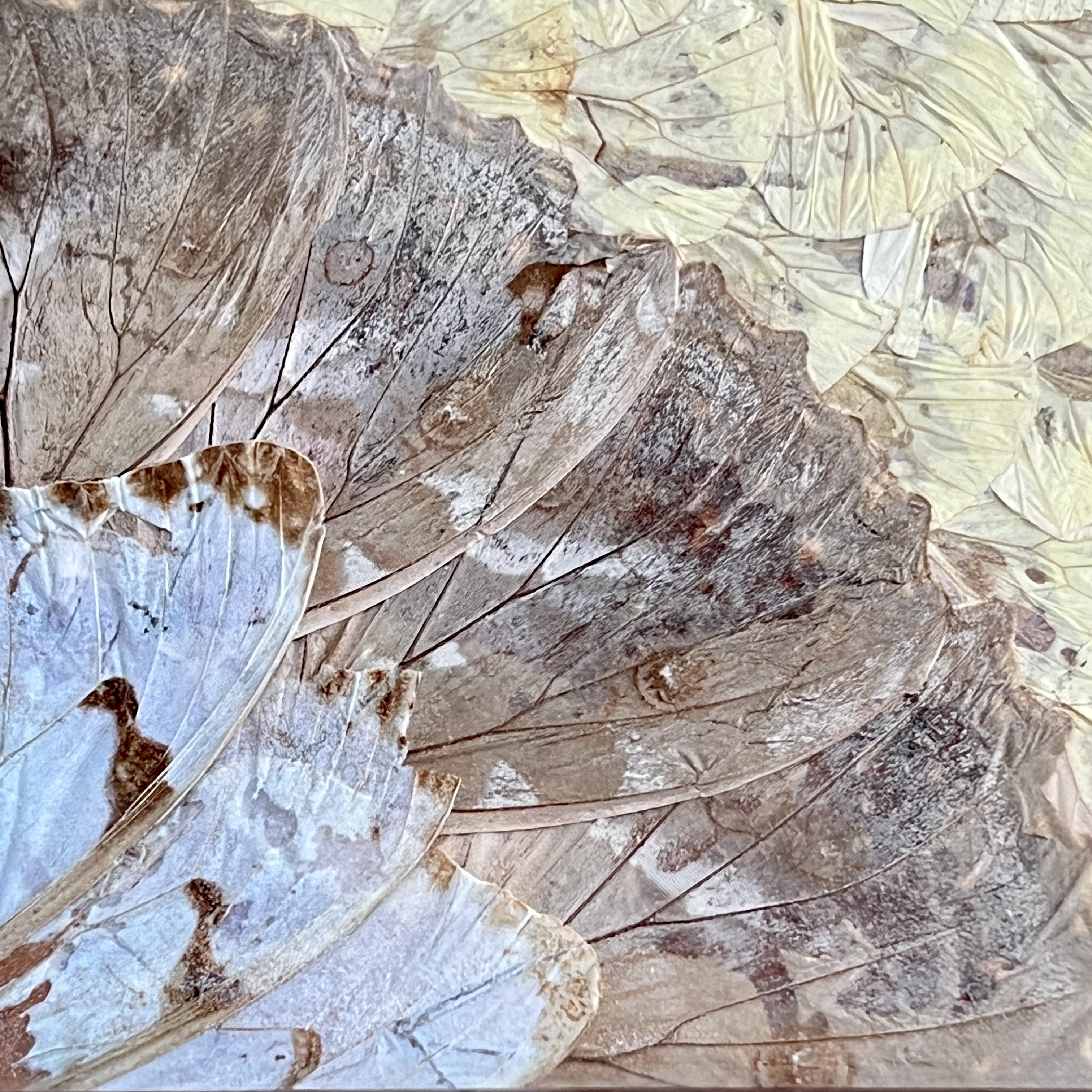 Antique Butterfly Tray - Image 5