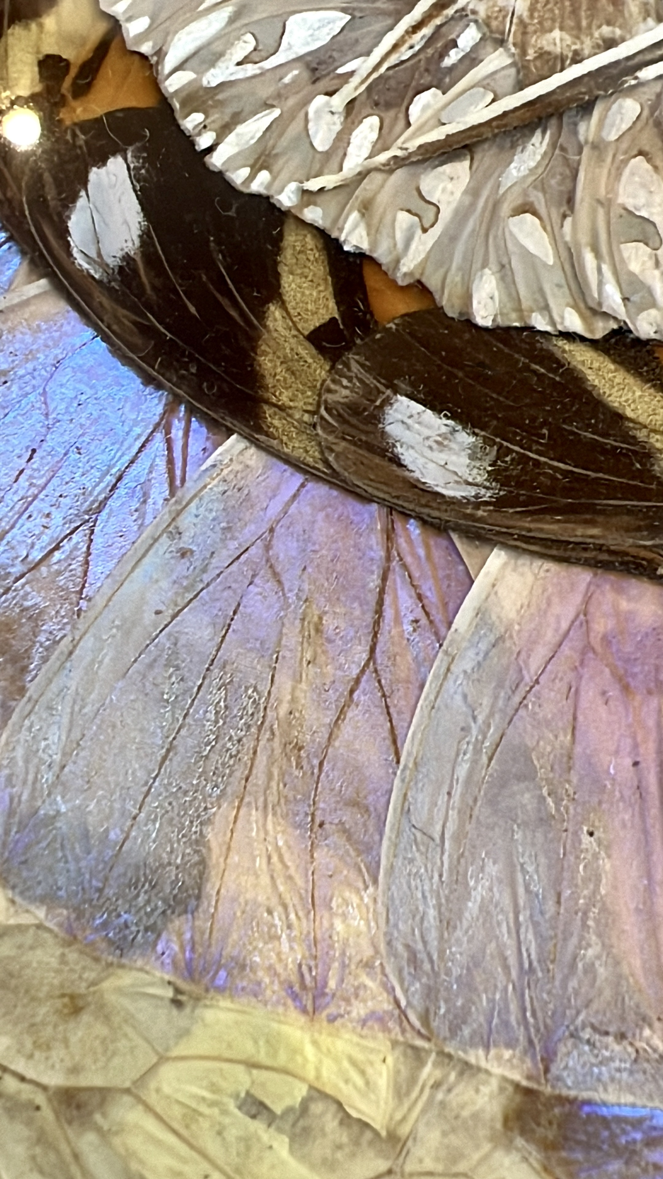 Antique Butterfly Tray - Image 7