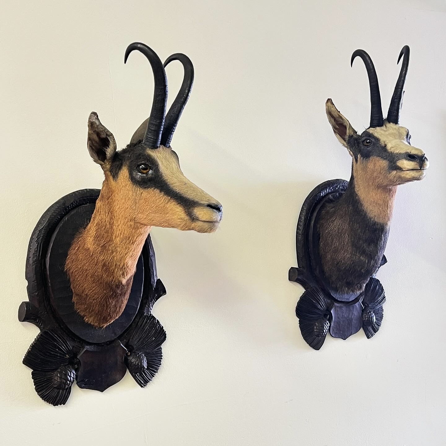 Pair Of Large Mounted Black Forest Chamois Taxidermy - Image 2