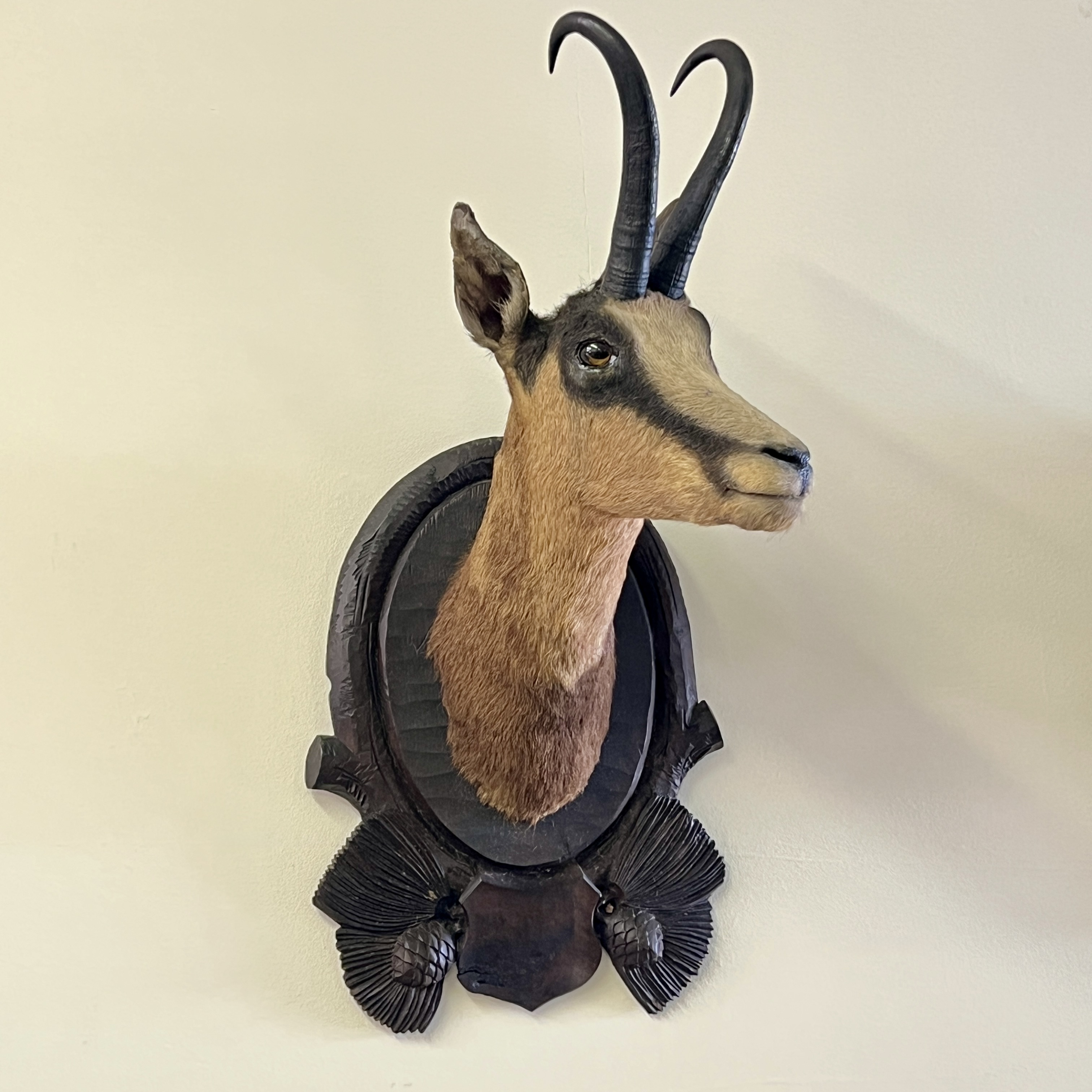 Pair Of Large Mounted Black Forest Chamois Taxidermy - Image 4