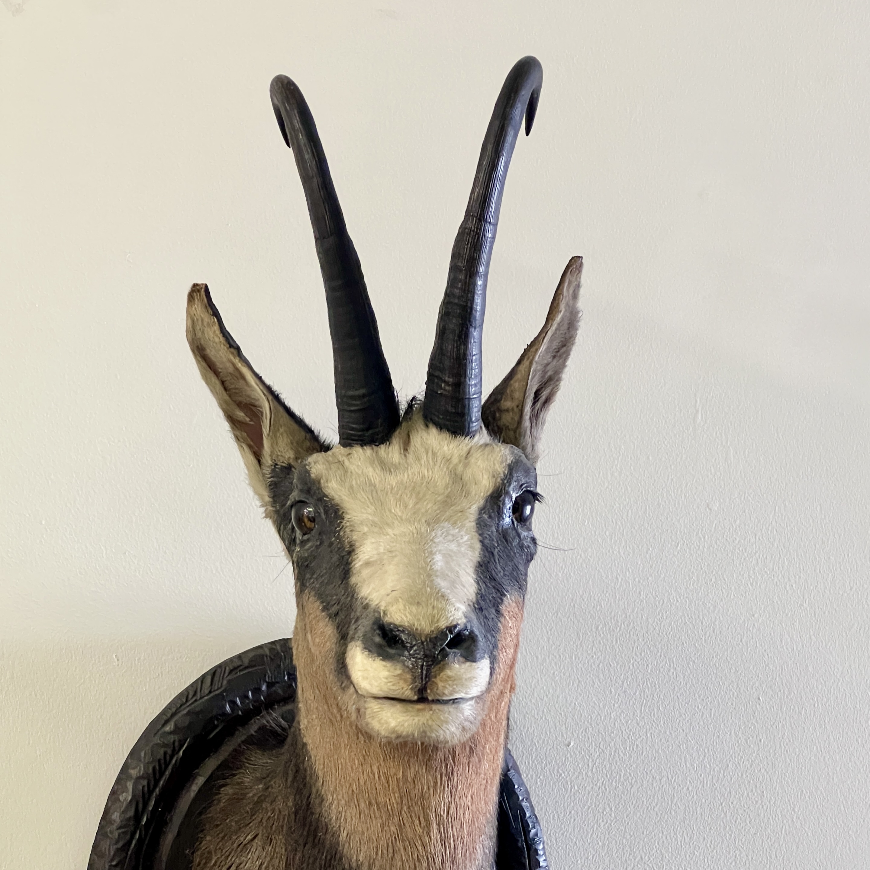 Pair Of Large Mounted Black Forest Chamois Taxidermy - Image 5