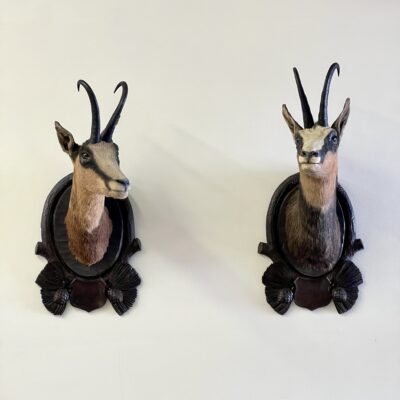 Pair Of Large Mounted Black Forest Chamois Taxidermy
